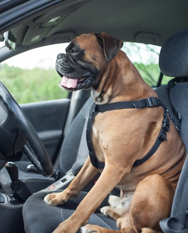 star auto dieren cleaning